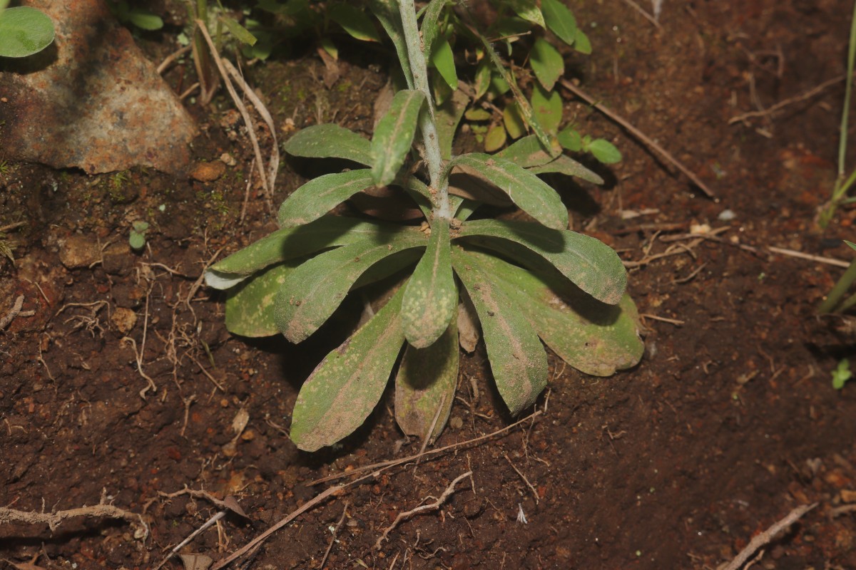 Gamochaeta pensylvanica (Willd.) Cabrera